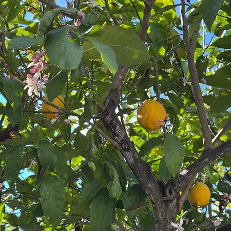 Apartman Sonia Apartment, Pilona Village *