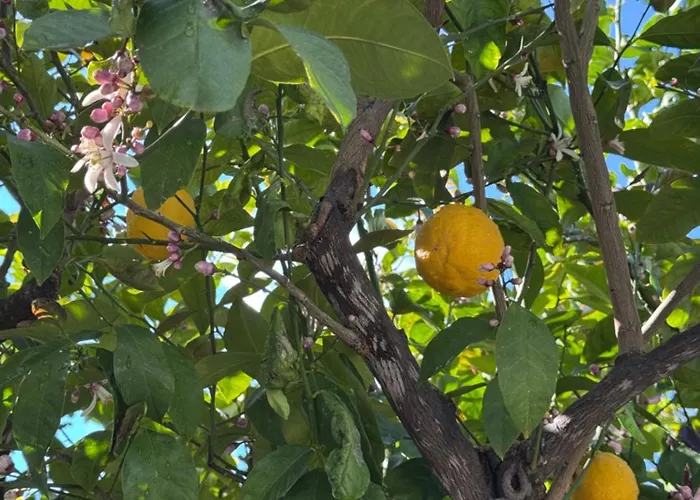 Daire Sonia Apartment, Pilona Village *